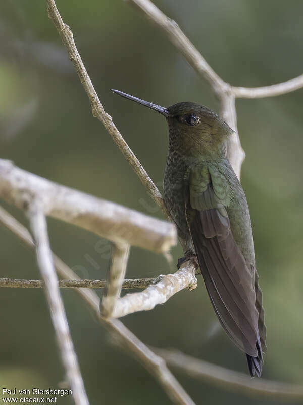 Inca céleste mâle adulte, identification