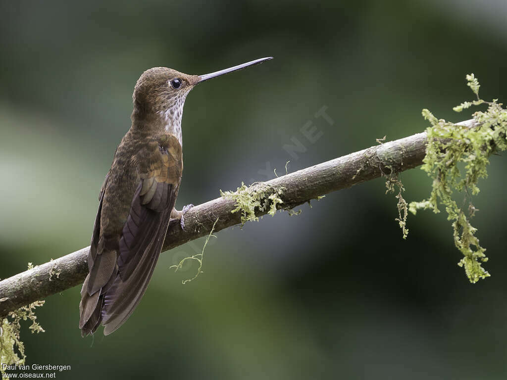 Inca célesteadulte, identification