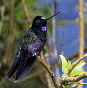 Blue-throated Starfrontlet