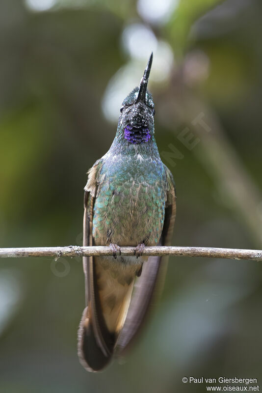 Violet-throated Starfrontlet male adult