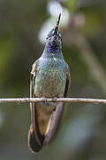 Violet-throated Starfrontlet