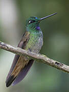 Violet-throated Starfrontlet