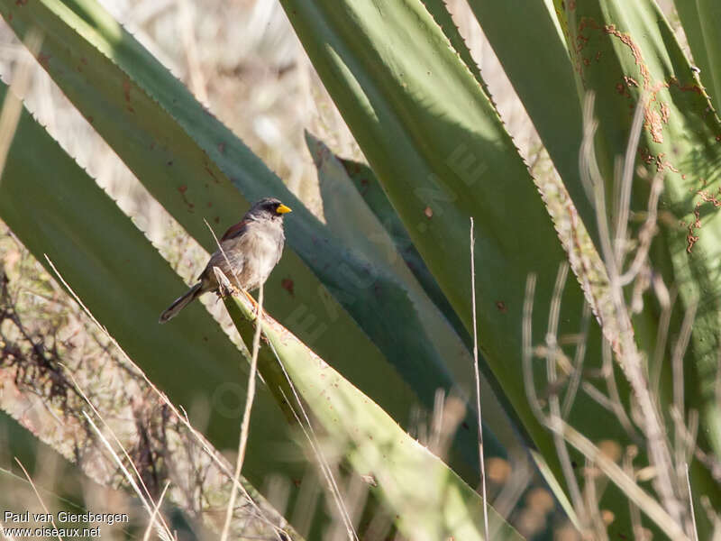 Incaspize costumé adulte, habitat