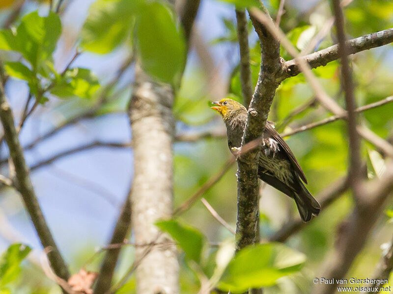 Yellow-rumped Honeyguide