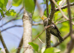 Yellow-rumped Honeyguide