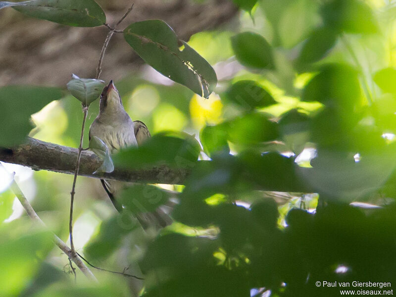 Malaysian Honeyguide