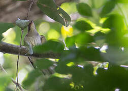 Malaysian Honeyguide