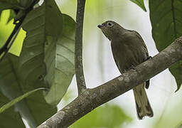 Willcocks's Honeyguide