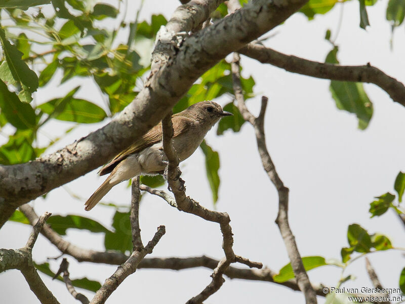 Green-backed Honeybird