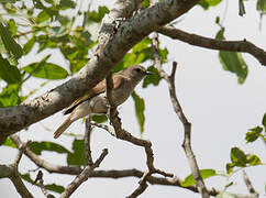 Green-backed Honeybird