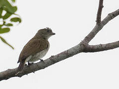 Pallid Honeyguide