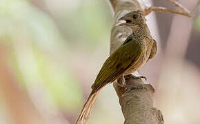 Spotted Honeyguide