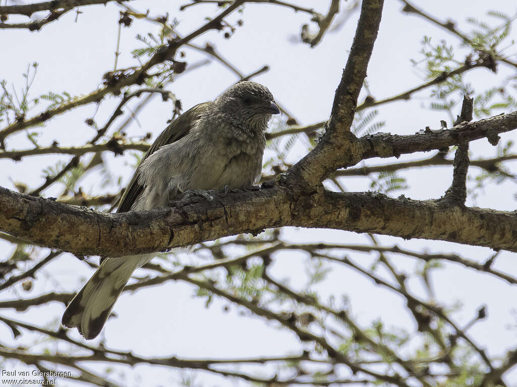 Scaly-throated Honeyguideadult, habitat