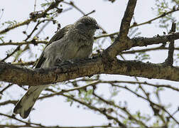 Scaly-throated Honeyguide