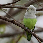 Grey-headed Lovebird