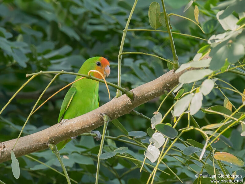 Red-headed Lovebirdadult