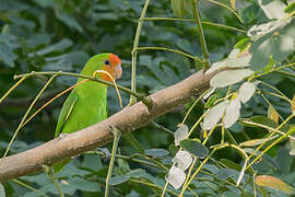 Red-headed Lovebird