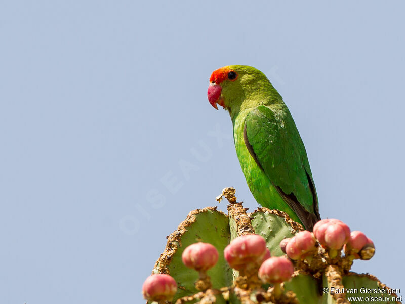 Black-winged Lovebird