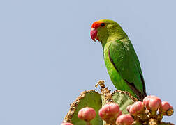 Black-winged Lovebird