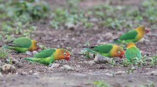 Fischer's Lovebird