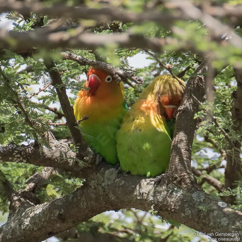 Fischer's Lovebirdadult