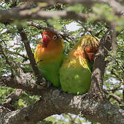 Fischer's Lovebird