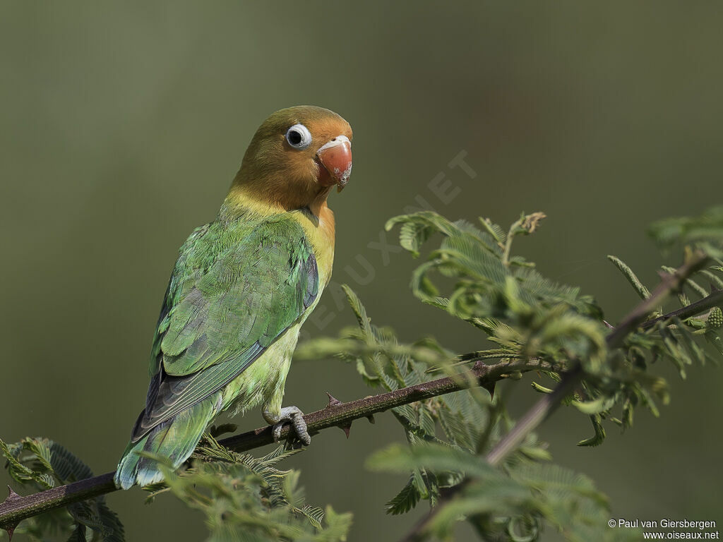 Fischer's Lovebird