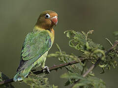 Fischer's Lovebird