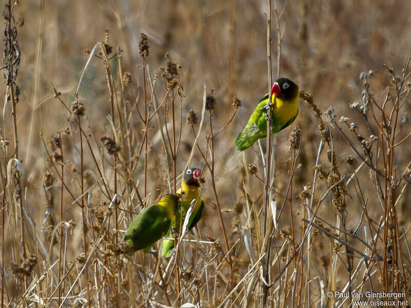 Yellow-collared Lovebird