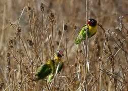 Yellow-collared Lovebird