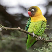 Yellow-collared Lovebird