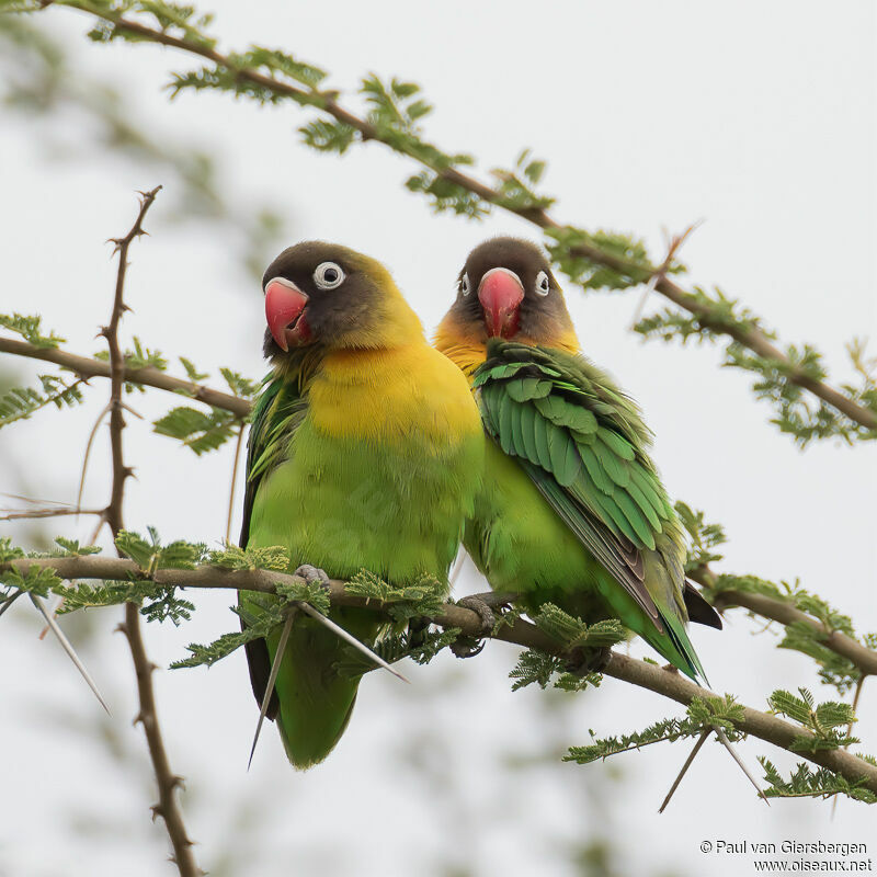 Yellow-collared Lovebirdadult