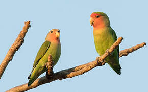 Rosy-faced Lovebird