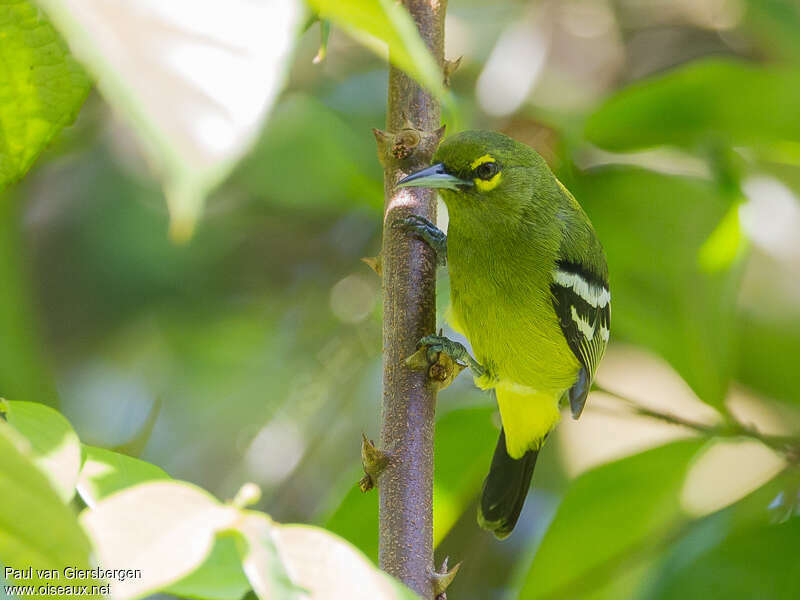 Iora émeraude, identification