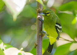 Green Iora