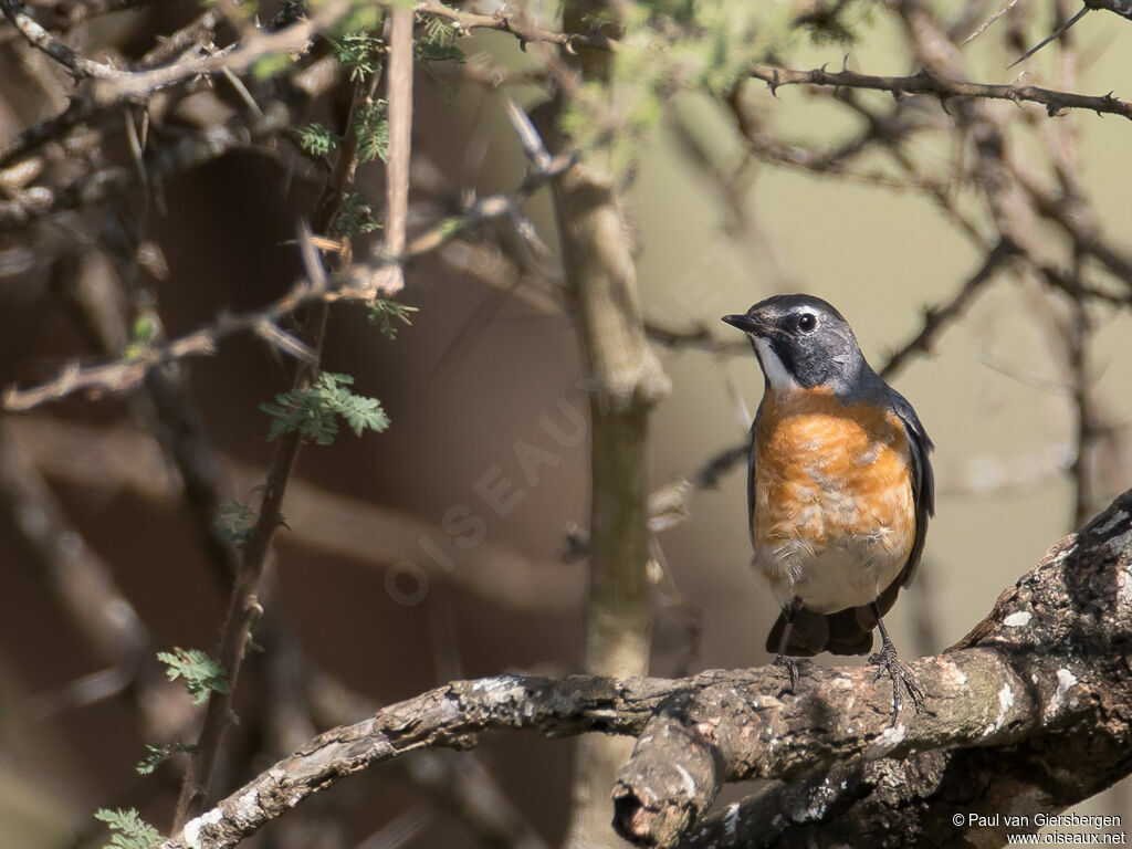 White-throated Robinadult