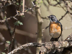 White-throated Robin