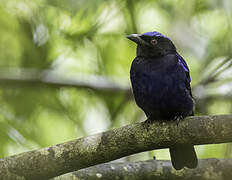 Philippine Fairy-bluebird