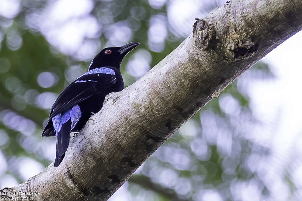 Palawan Fairy-bluebirdadult