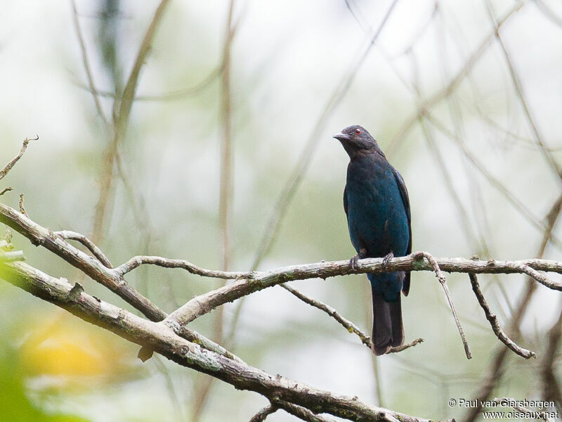 Asian Fairy-bluebird