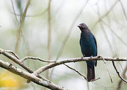 Asian Fairy-bluebird