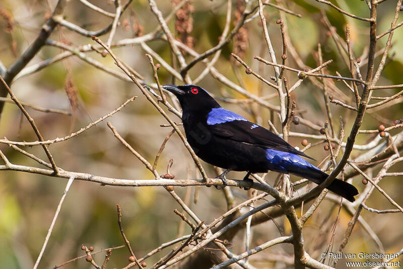 Asian Fairy-bluebird