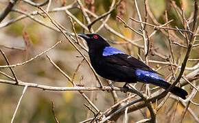 Asian Fairy-bluebird