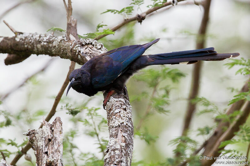 Black-billed Wood Hoopoe