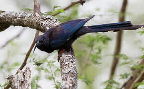 Black-billed Wood Hoopoe