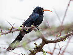 Abyssinian Scimitarbill