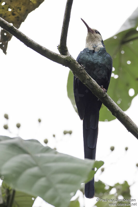 White-headed Wood Hoopoeadult