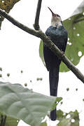 White-headed Wood Hoopoe