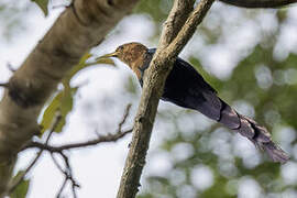 Forest Wood Hoopoe