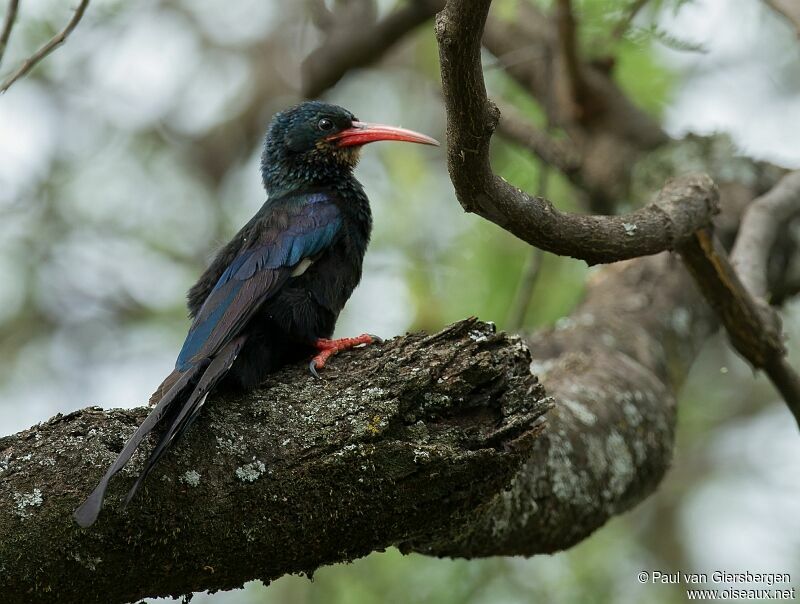 Green Wood Hoopoe